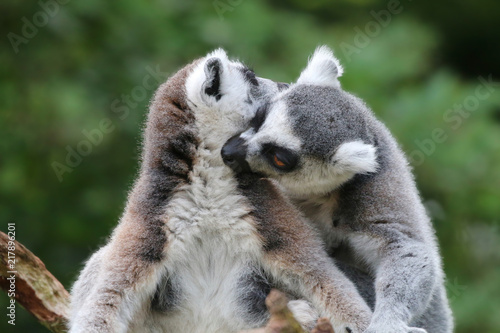 Fototapeta Naklejka Na Ścianę i Meble -  Ring Tailed Lemurs
