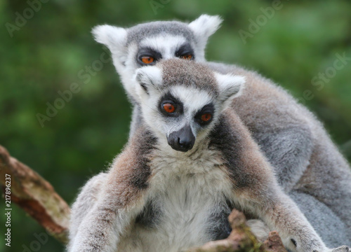 Ring Tailed Lemurs © UniquePhotoArts