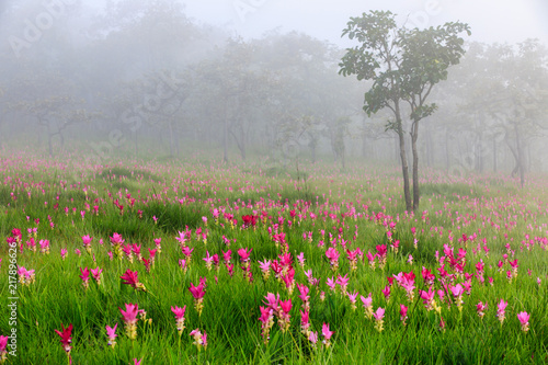 Field of Siam tulips, rainy flowers in the forest on highland in Thailand.