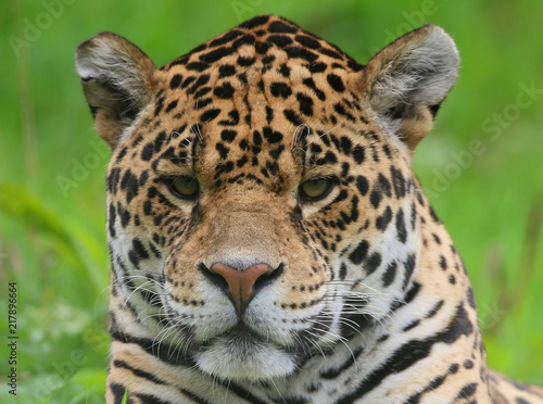 Jaguar head portrait