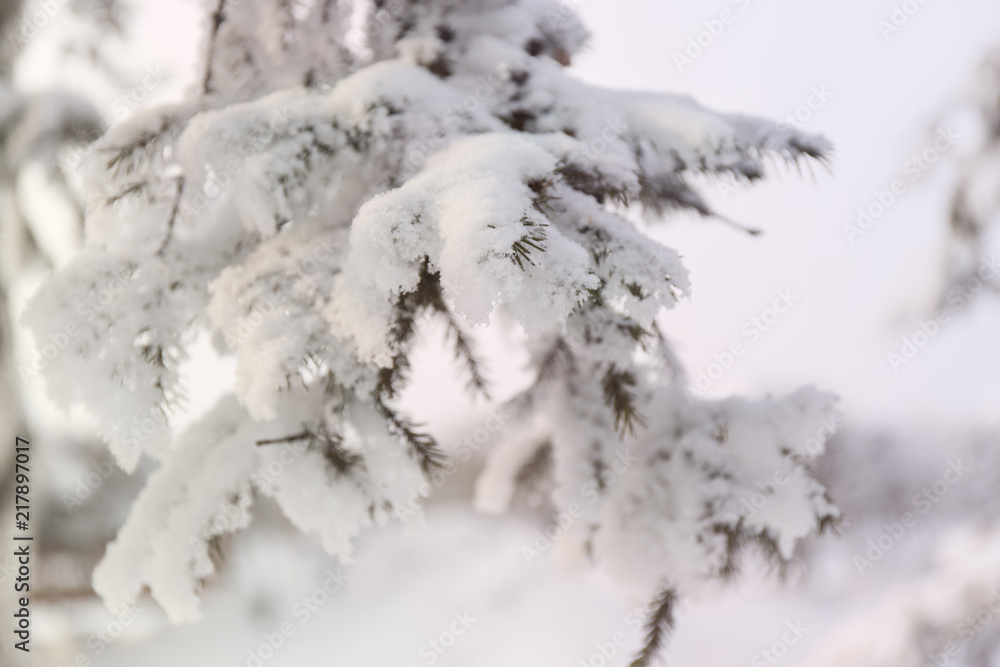 Snowcowered branches. Winter blur background. Frost trees. Snowcowered branches. Winter blur background. Frost trees.