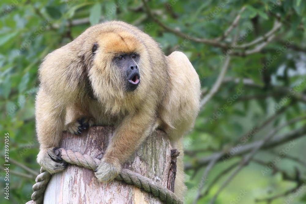 Fototapeta premium Howler monkey sat on a post