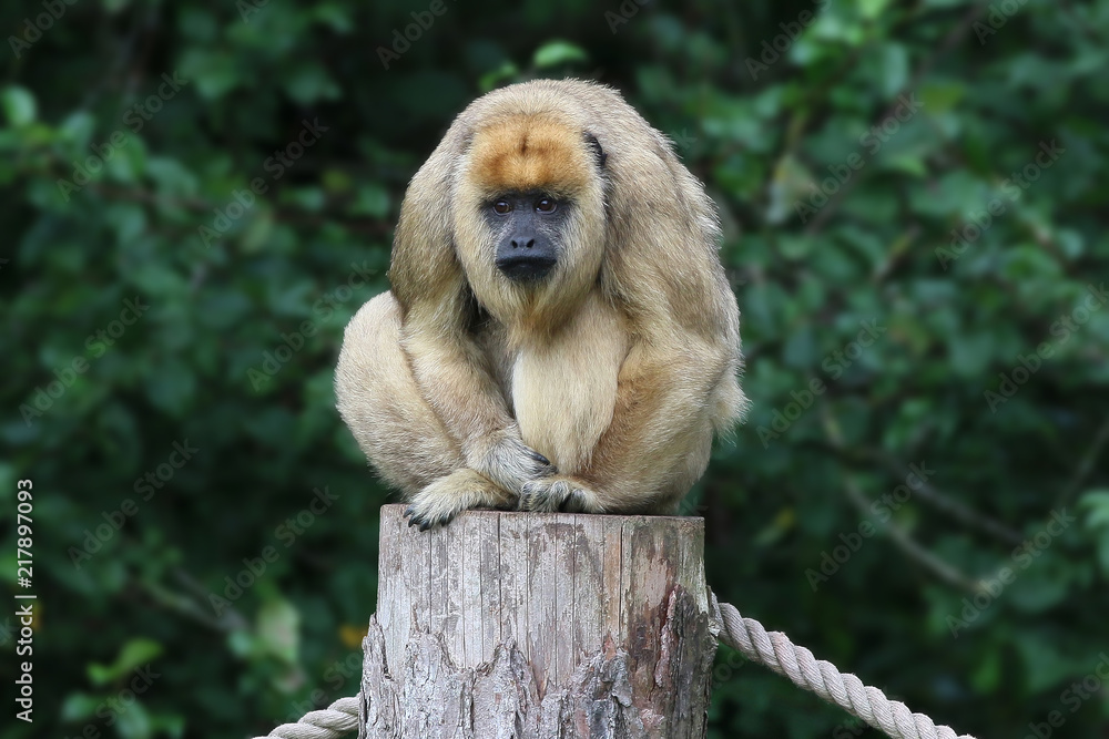 Obraz premium Howler monkey sat on a post