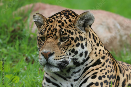 Jaguar head portrait
