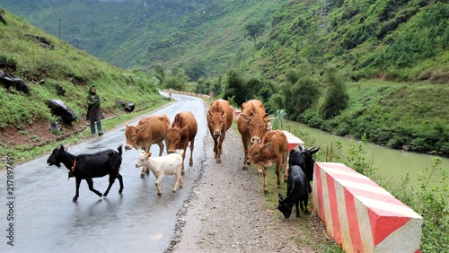 Foto Herding livestocks on the country road with mountain background in Vietnam