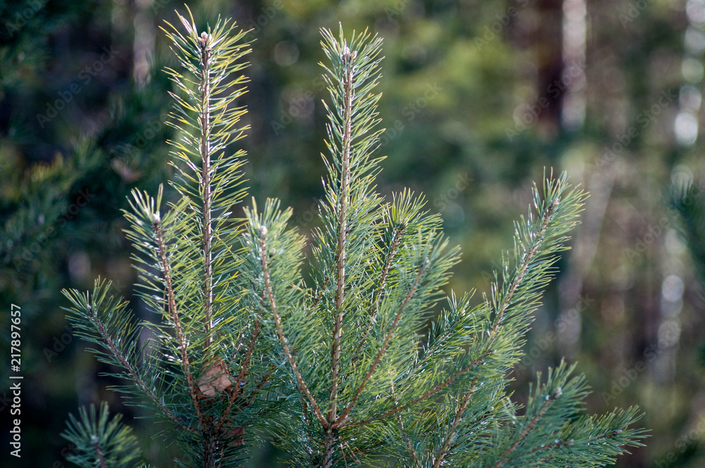 Green Green