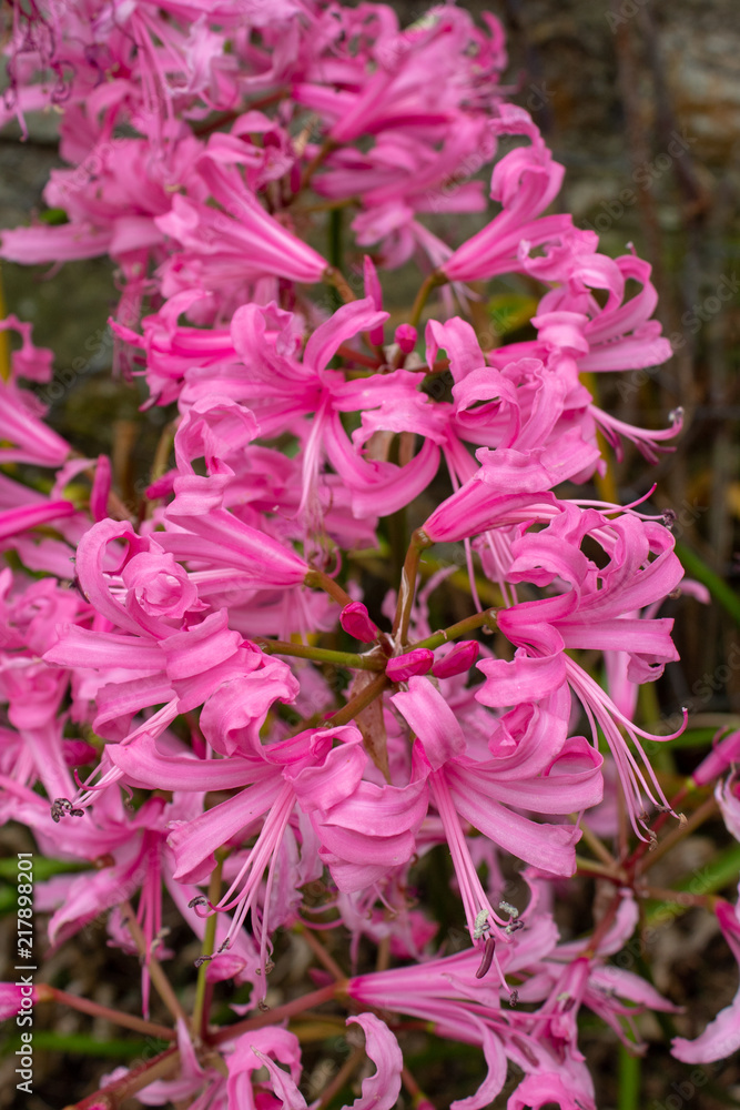 Fototapeta premium A Cluster of Pink Nerine Flowers - Portrait