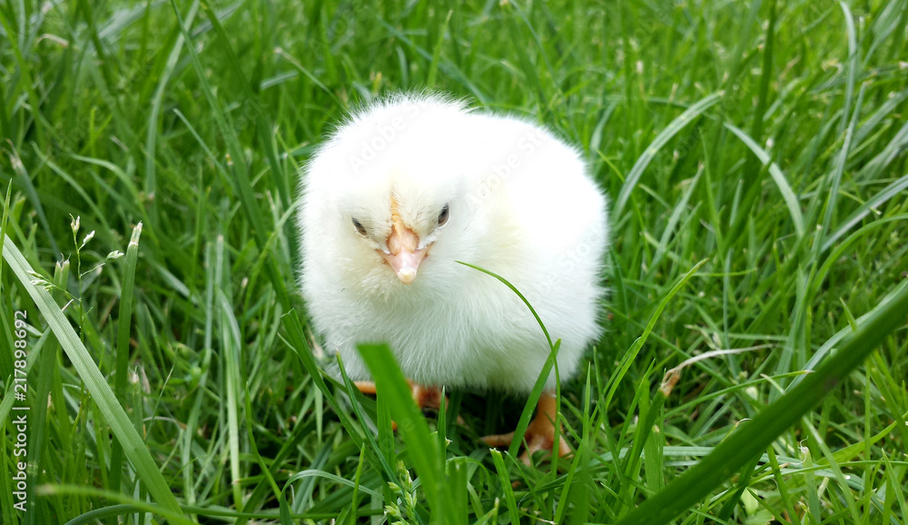 Chick on the grass
