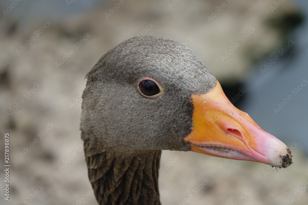 Greylag Goose