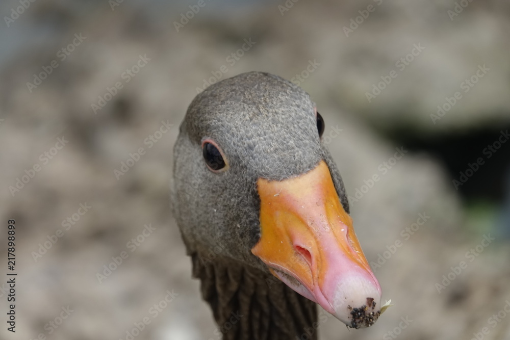 Greylag Goose