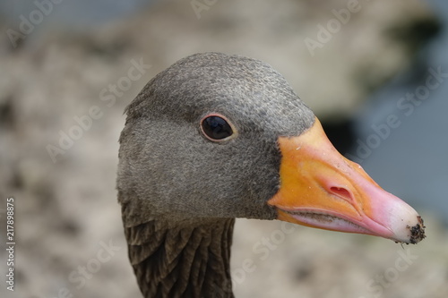 Obraz na płótnie Greylag Goose w salonie