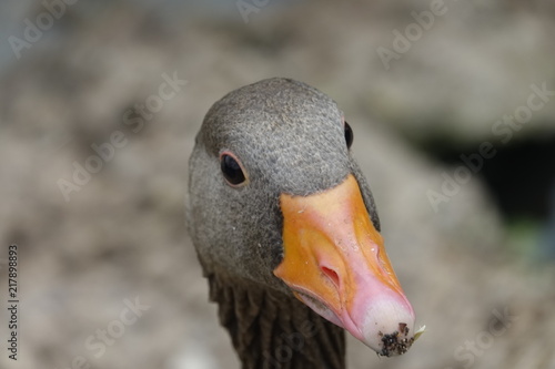 Obraz na płótnie Greylag Goose w salonie