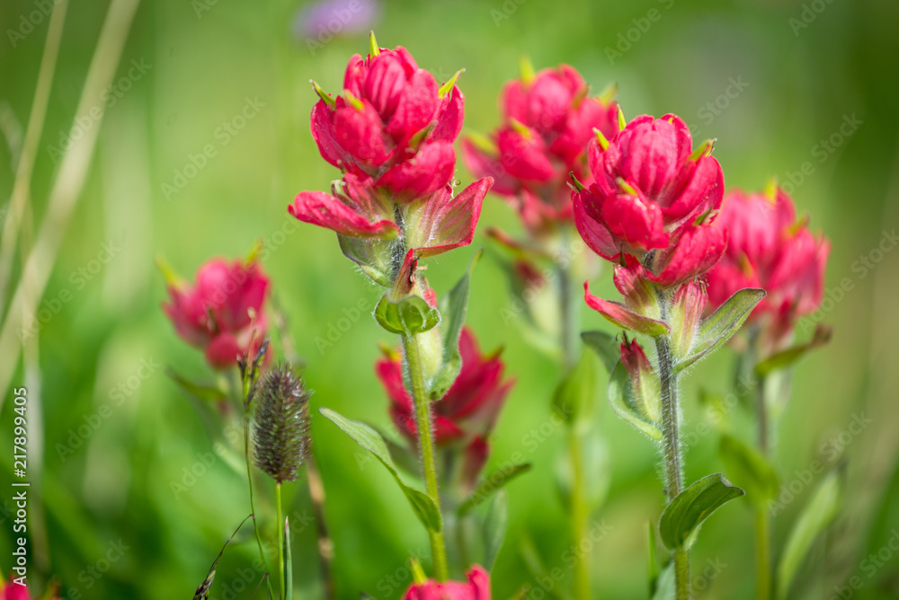 Fototapeta premium Mountain Wild Flowers