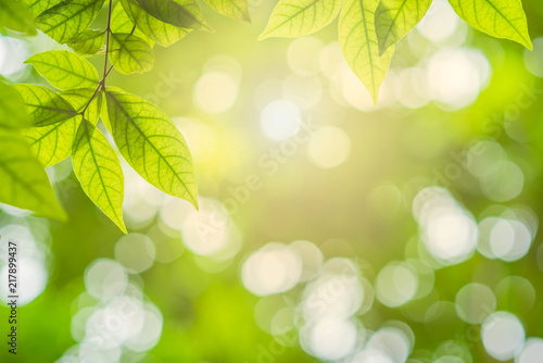 close-up natural view of green leaves in garden, ray of sunlight though tree leaves in summer time, abstract nature background