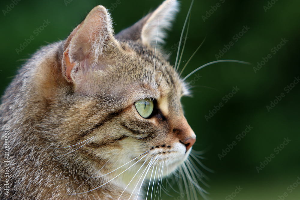 Detail footage of the head of a gray striped European Shorthair cat
