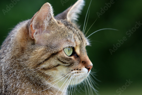 Detail footage of the head of a gray striped European Shorthair cat   © helfei