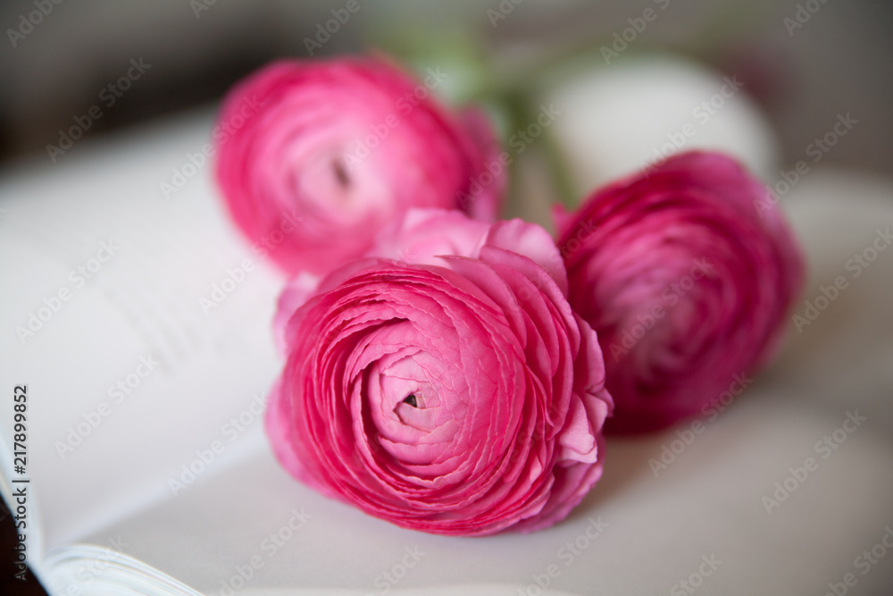 Three pink ranunculus on open book Three pink ranunculus on open book