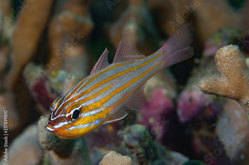Orange-Lined Cardinalfish Apogon cyanosoma © Francesco