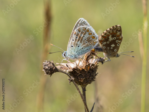 Wallpaper Mural Pair of mating chalkhill blue (Polyommatus coridon) butterflies in the family Lycaenidae. Torontodigital.ca