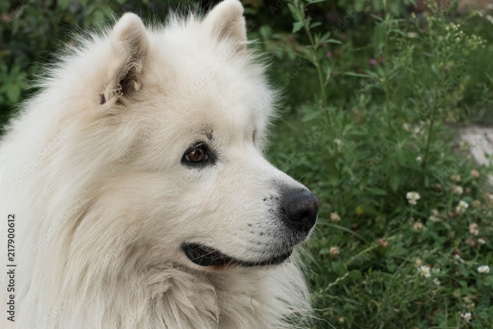 portrait of a dog white samoyed