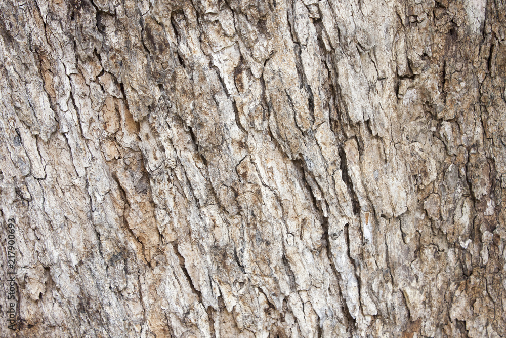 Tree bark texture background Tree bark texture background