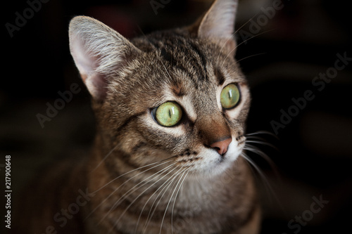 portrait of a domestic tabby cat on a dark background
