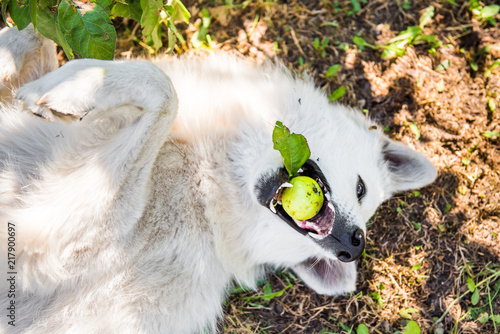 Fototapeta Naklejka Na Ścianę i Meble -  White funny swiss Shepherd dog is playing with apple or is eating fruit