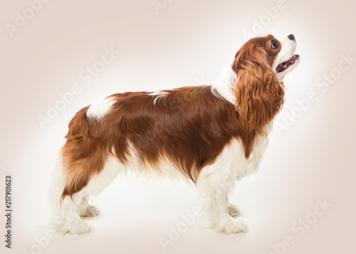 Cavalier King Charles spaniel dog
