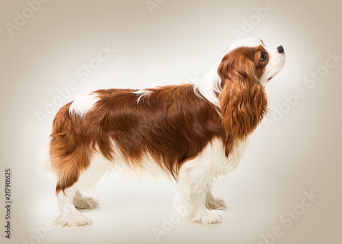 Fotografia Cavalier King Charles spaniel dog