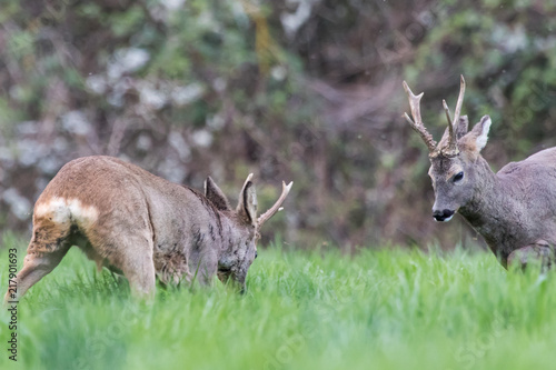 Combat de chevreuils