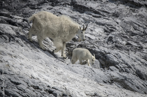 Mountain Goat Mom and Kid