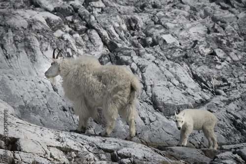 Mountain Goat Mama and Kid
