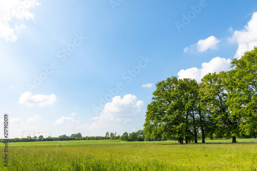 field with trees and blue sky
