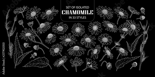 Set of isolated chamomile in 33 styles.