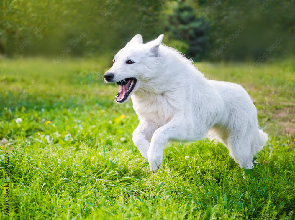 White funny beautiful fluffy Swiss Shepherd dog in motion is running in green grass