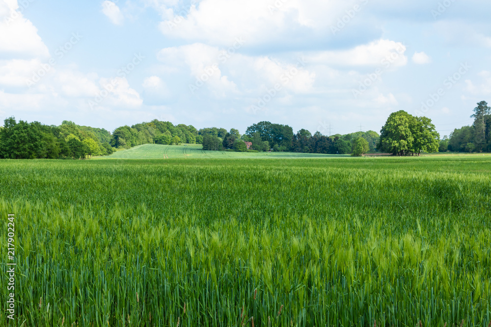field with trees and blue sky field with trees and blue sky