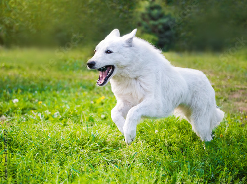 White funny beautiful fluffy Swiss Shepherd dog in motion is running in green grass
