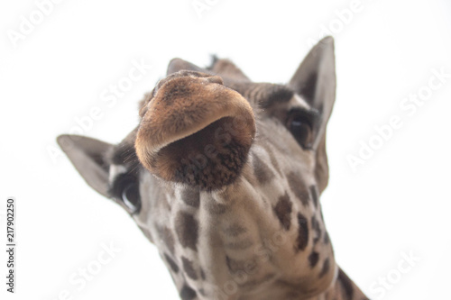 Giraffe lips