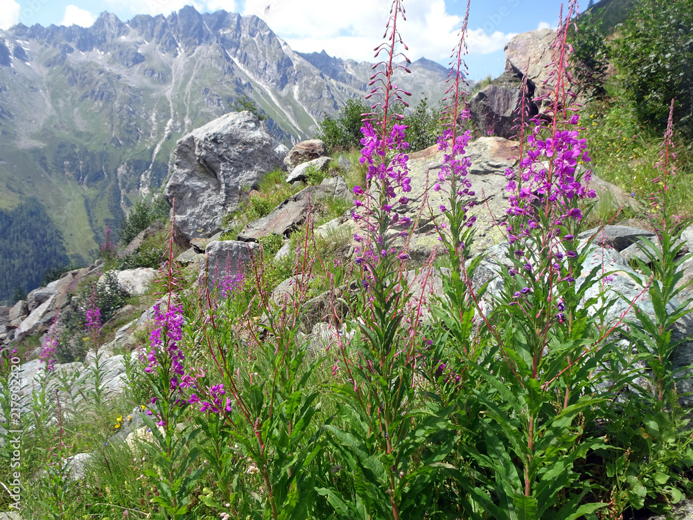 Schmalblättriges Wiederöschen fireweed Epilobium angustifolium