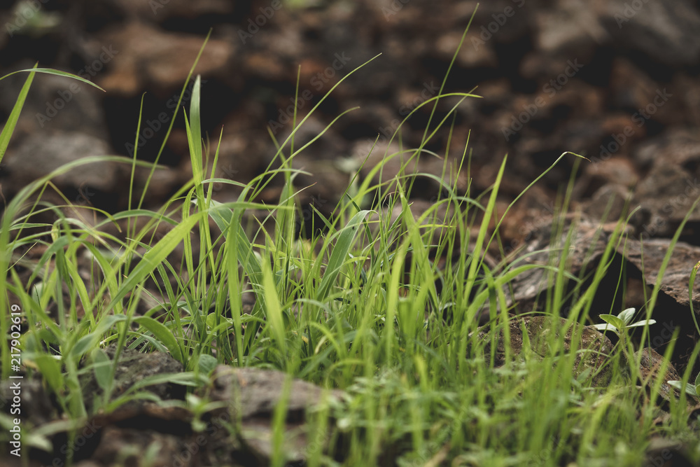 Grass Grass