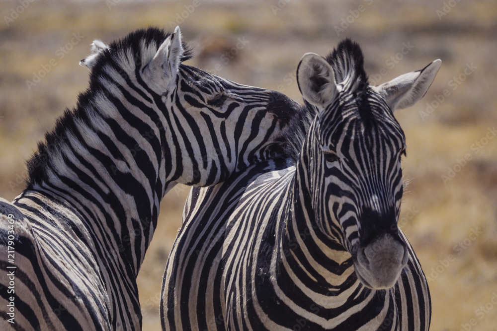 Naklejka premium Etosha National Park