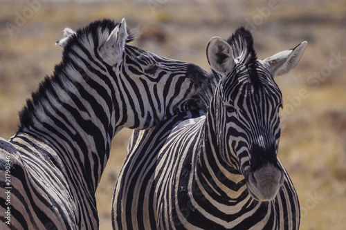 Etosha National Park