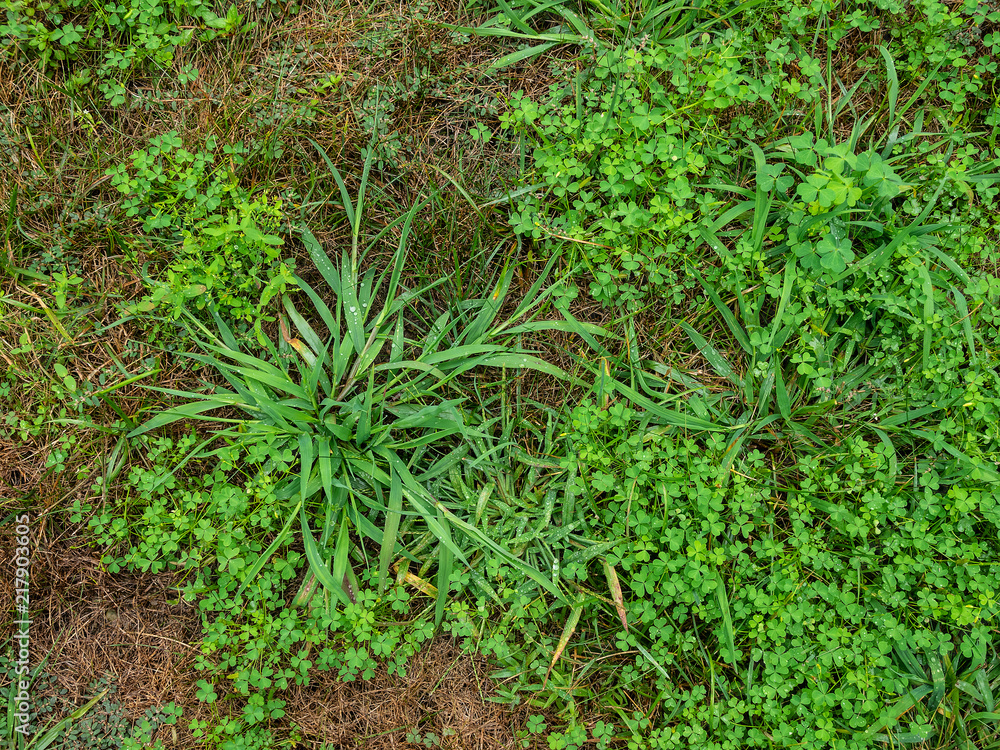 Unkempt garden yard with crab grass and clover weeds Unkempt garden yard with crab grass and clover weeds