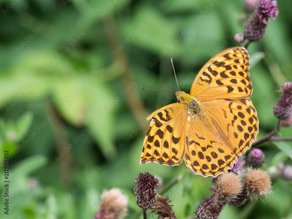 The silver-washed fritillary butterfly (Argynnis paphia) The silver-washed fritillary butterfly (Argynnis paphia)