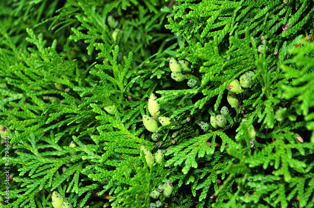 leaves and immature cones of a northern white-cedar