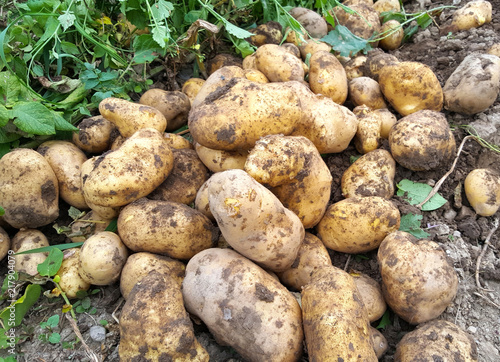 fresh harvested potatoes on the garden