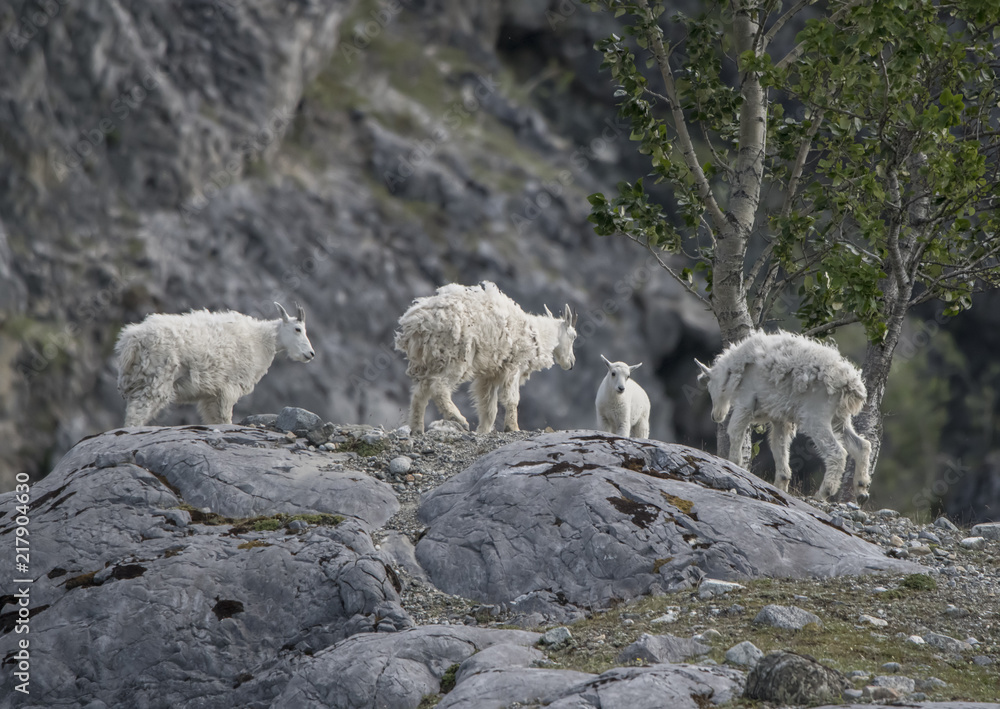 Young Mountain Goat Rams Vie for Dominance, Glacier Bay, Alaska Young Mountain Goat Rams Vie for Dominance, Glacier Bay, Alaska