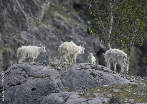 Young Mountain Goat Rams Vie for Dominance, Glacier Bay, Alaska