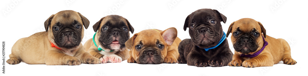 French Bulldog puppy isolated - obrazy, fototapety, plakaty 