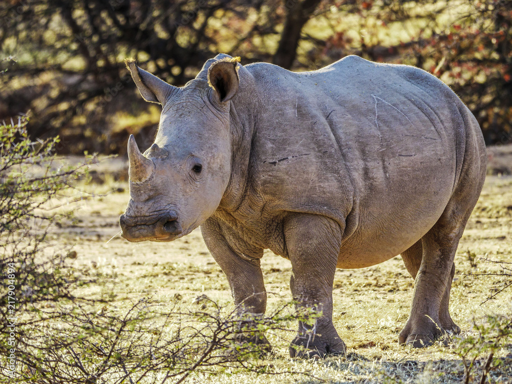 Naklejka premium Namibia